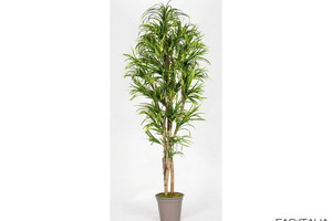 Dracena Artificiale variegata, foglie mini 150 cm
