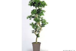 Podocarpus artificiale cm 180 Podocarpus artificiale cm 180